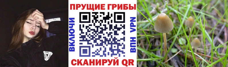 мега зеркало  Похвистнево  Псилоцибиновые грибы Cubensis 